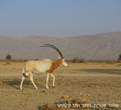 אלה סאן - חיות מדבר